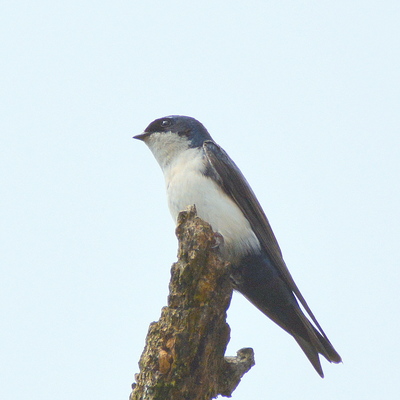 White-Rumped Swallow